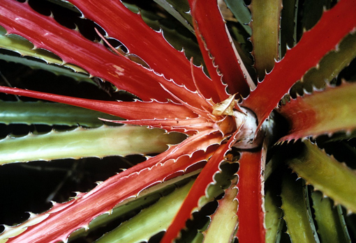 bromelia pinguin horizontal